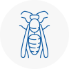 South London Wasp Nest Removal